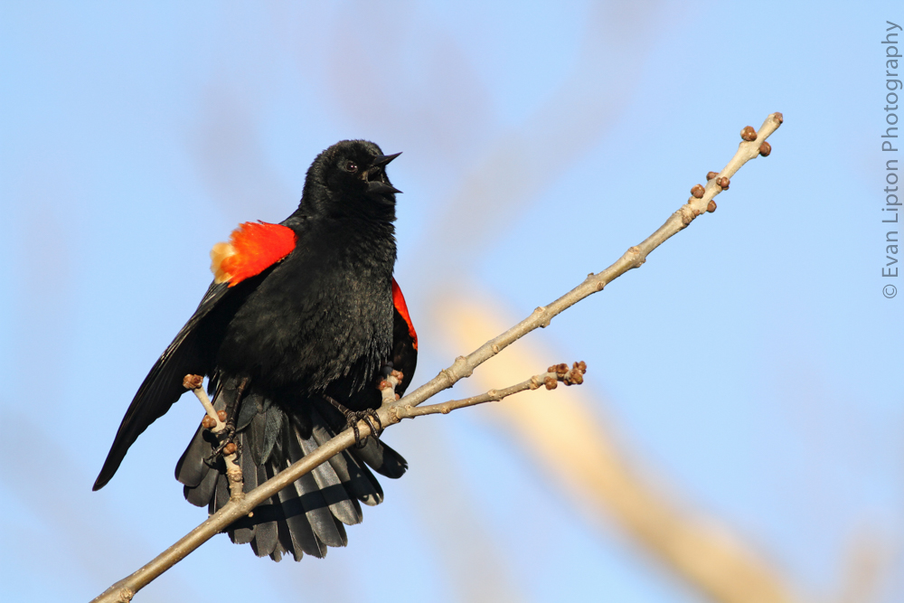 Red-winged Blackbird