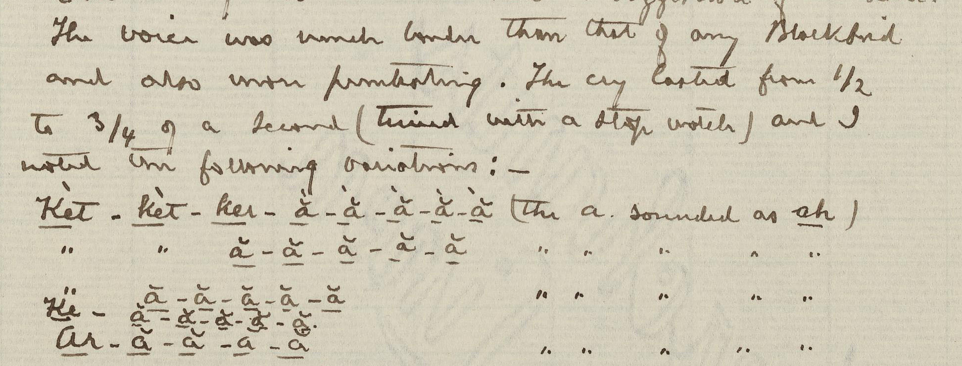 Part of a page from Brewster's journal that shows a written rendition of bird sounds.