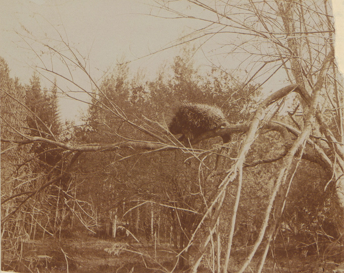 Sepia-toned photo of a porcupine on a tree branch.