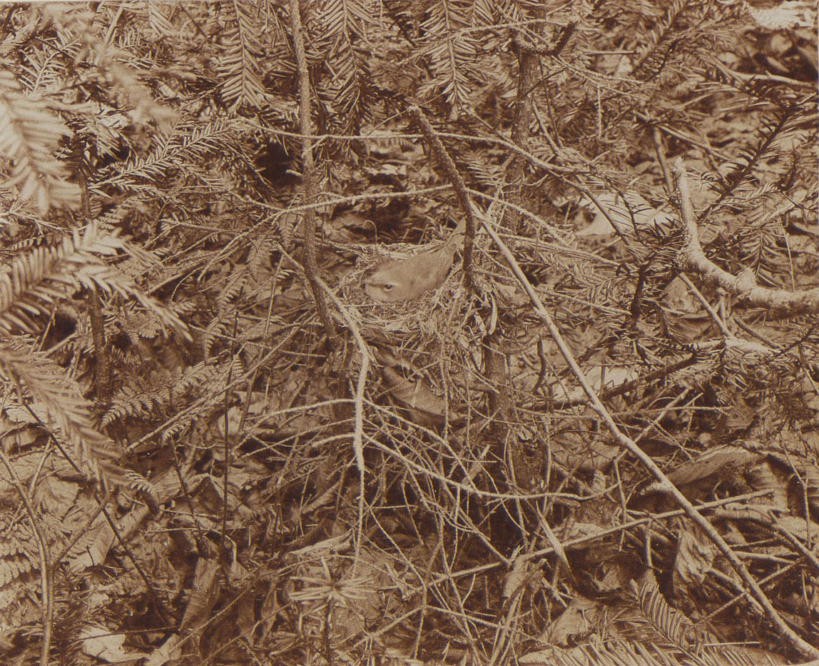 Sepia-toned photo looking down at a small bird sitting in a nest.