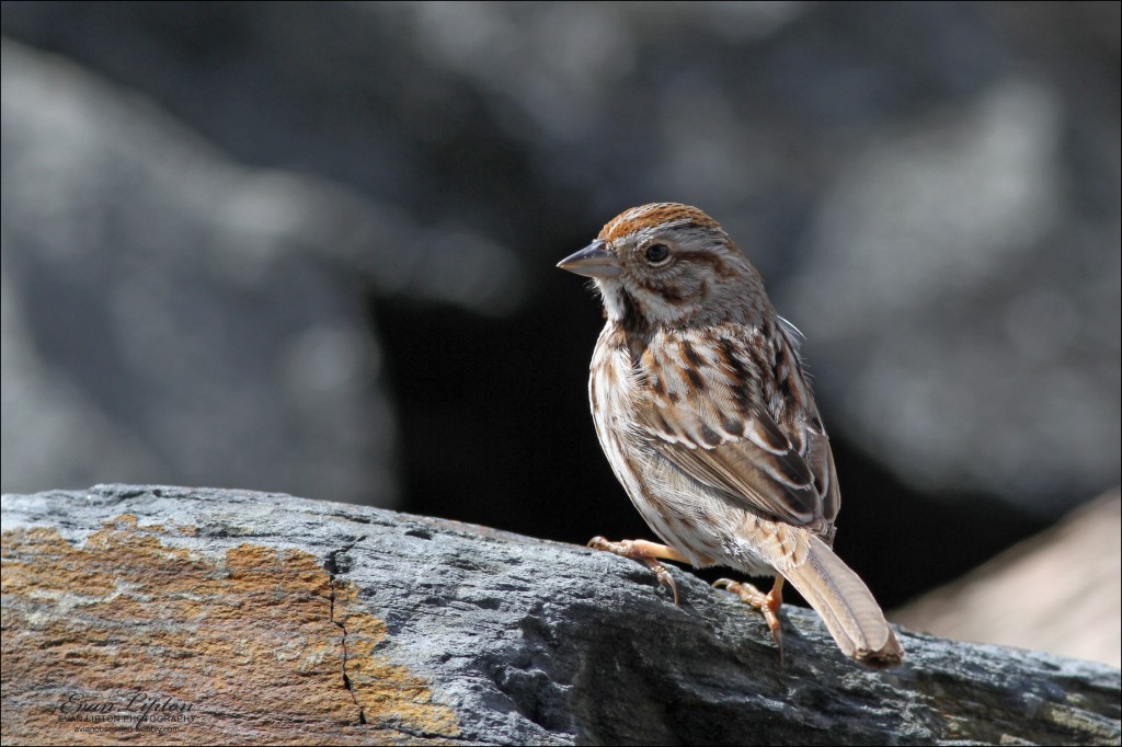 Song Sparrow