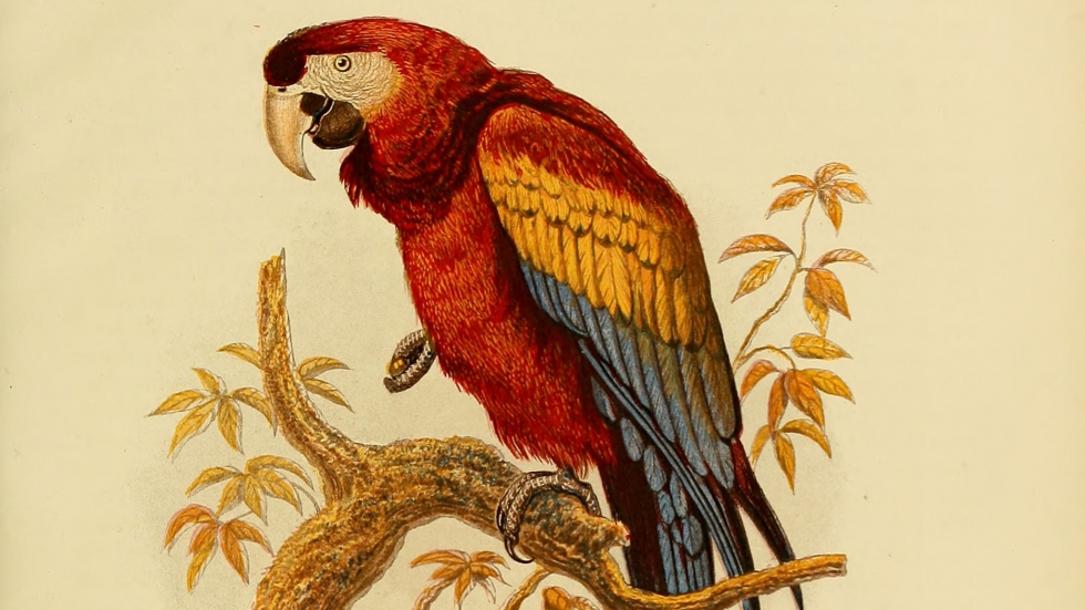 BHL Scarlet Macaw