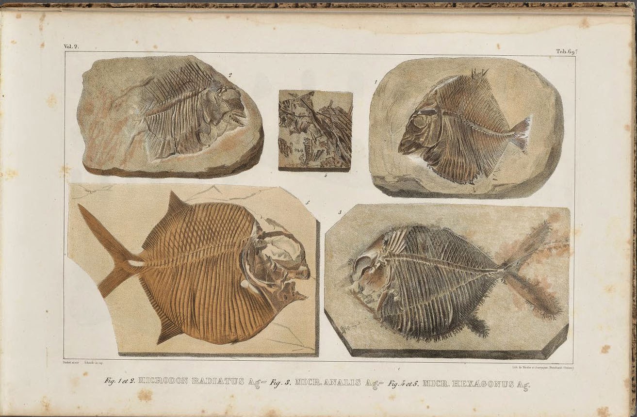 agassizpfv2plate69c.jpg