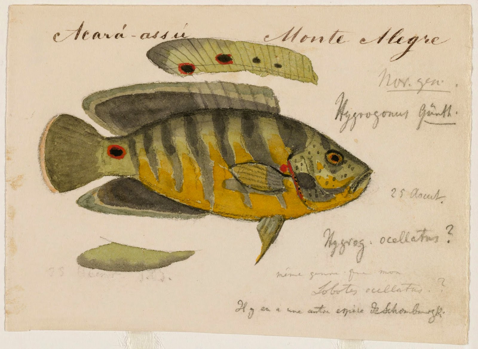astronotus_ocellatus.jpg
