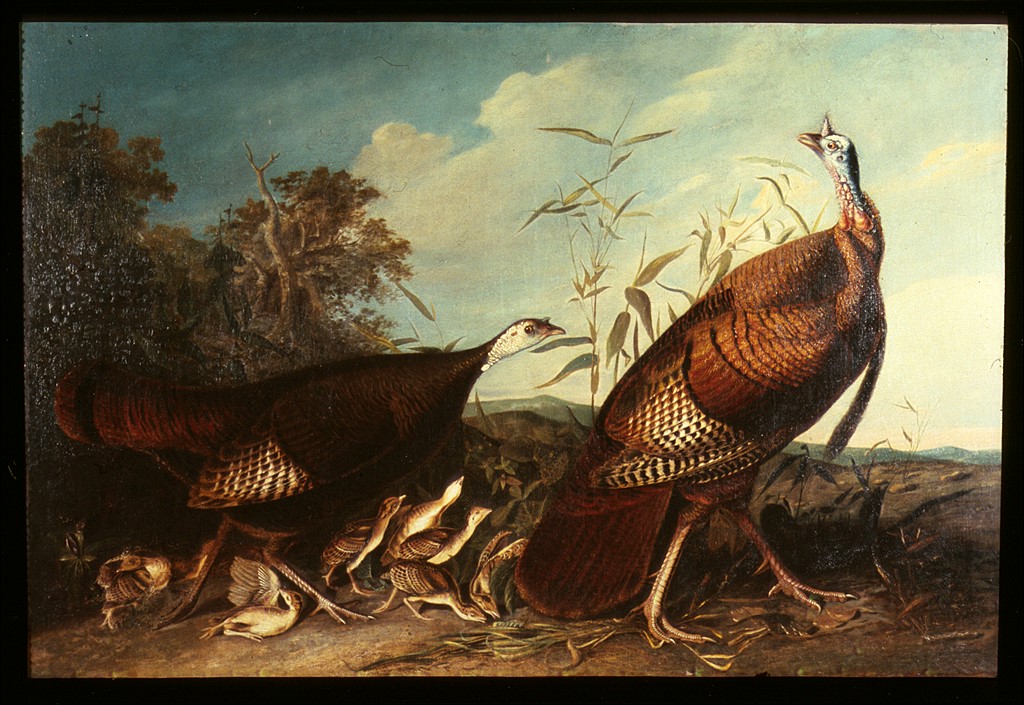 Wild Turkey Cock, Hen and Nine Chicks