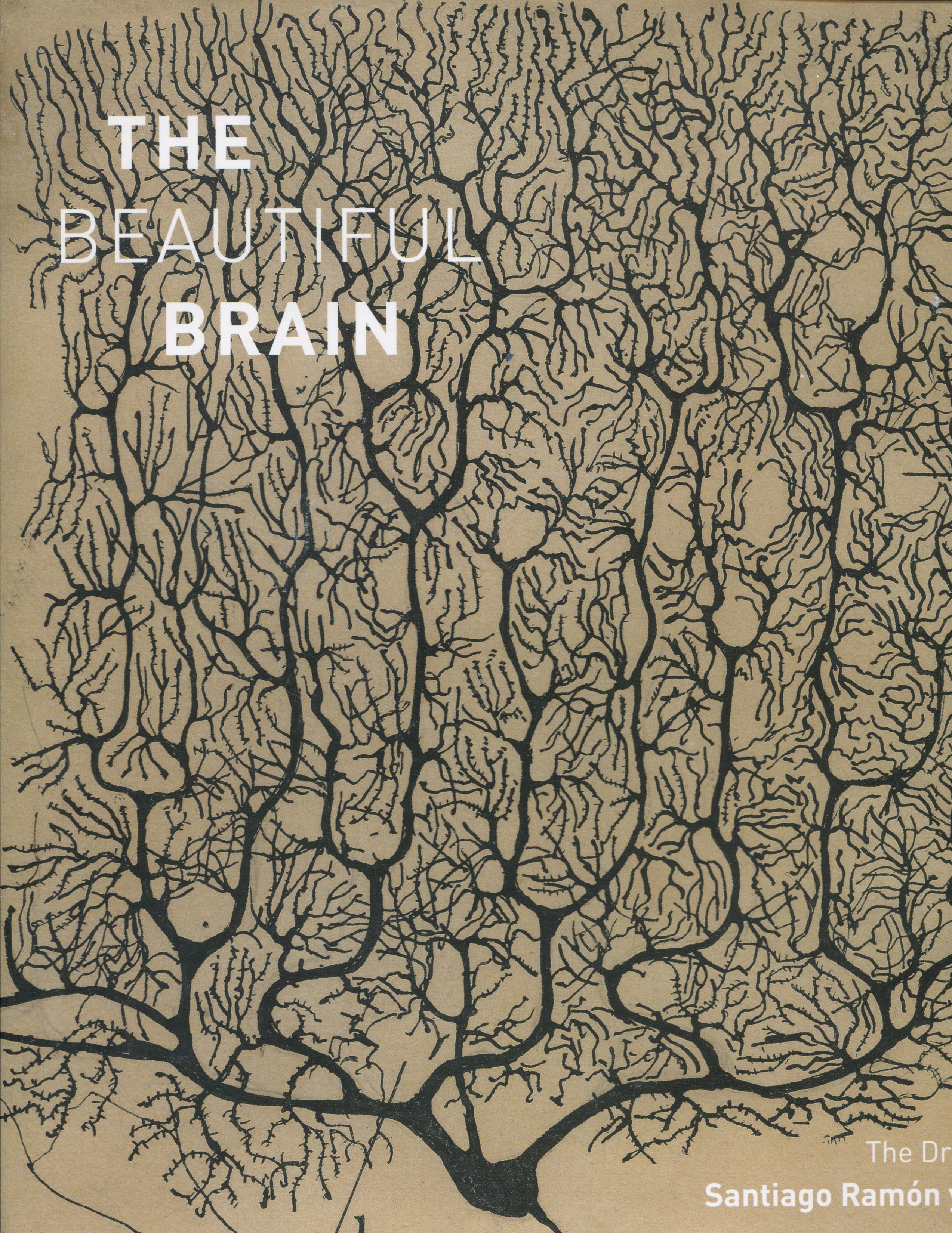 The beautiful brain: the drawings of Santiago Ramón y Cajal
