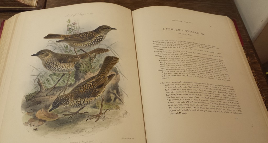 birds_01.jpg