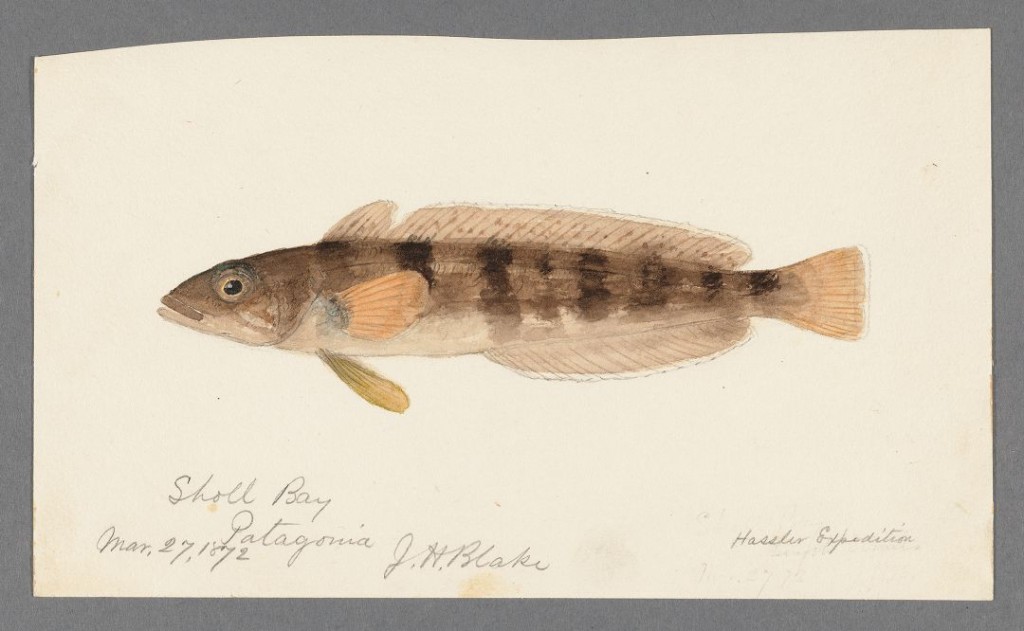 Blake 1872