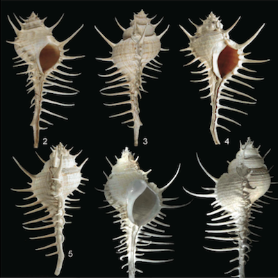 Mollusks from the Indian Ocean