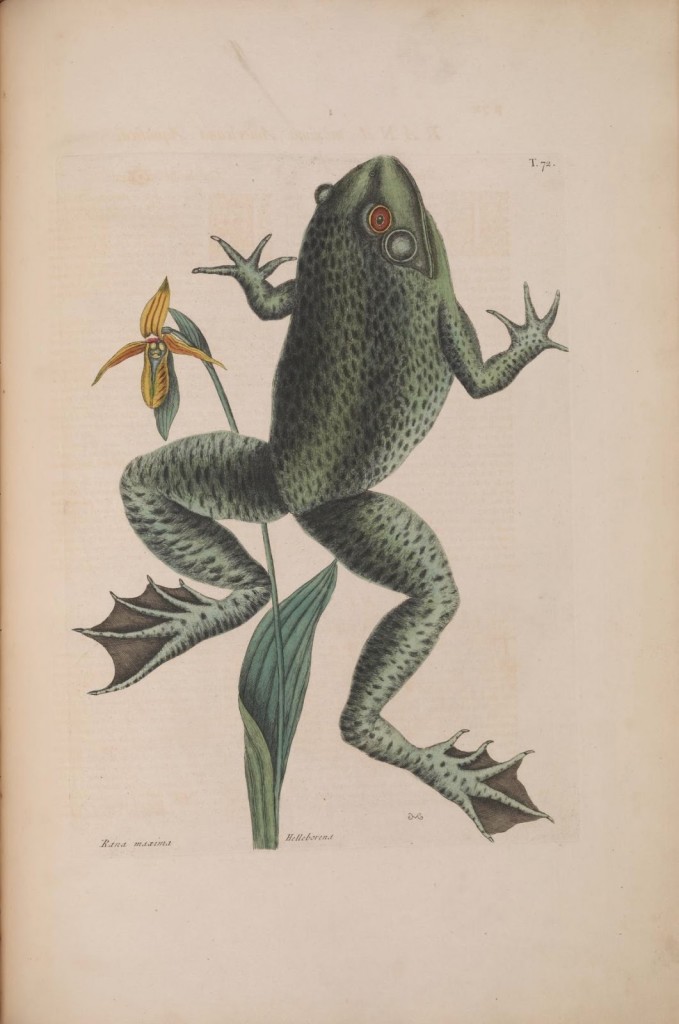 canetoad.jpg