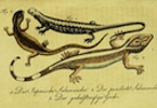 herrndelacepedes02lac_0367.jpg