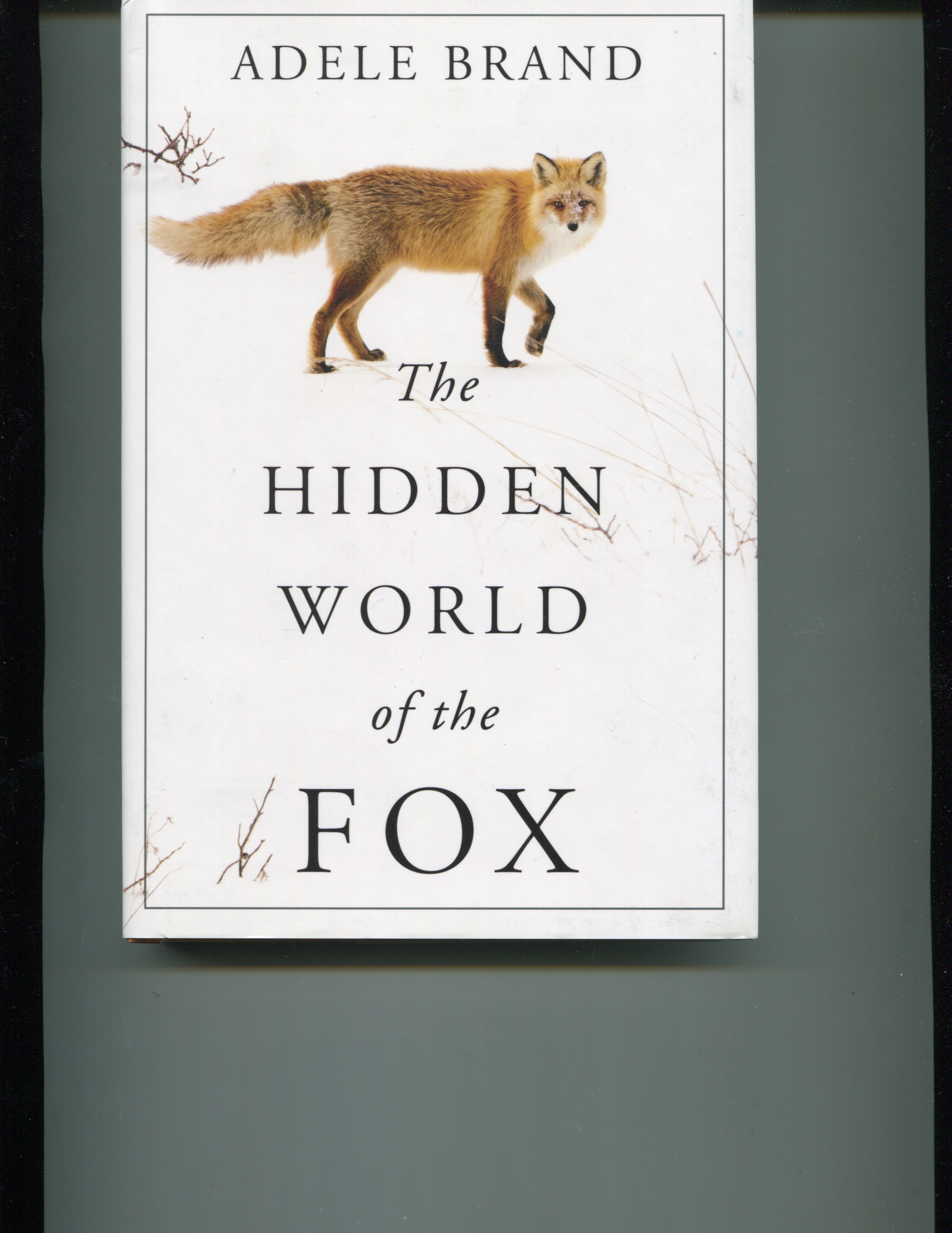 The hidden world of the fox