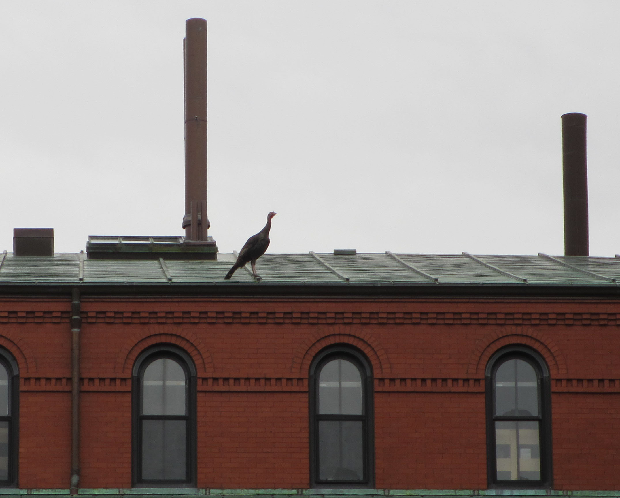 Turkey standing on rooftop of Peabody Museum, Harvard University