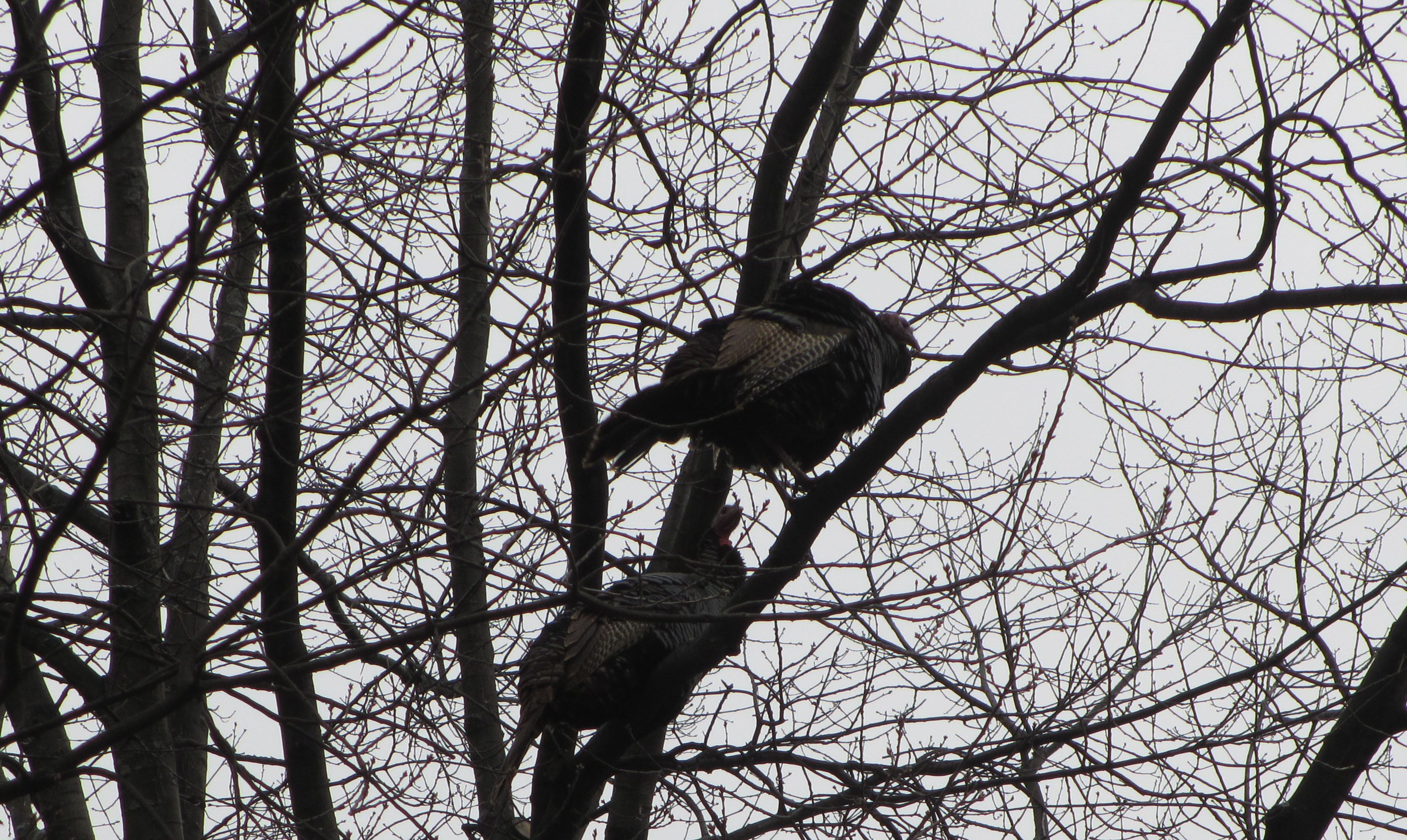 Two turkeys in tree, showing plumage