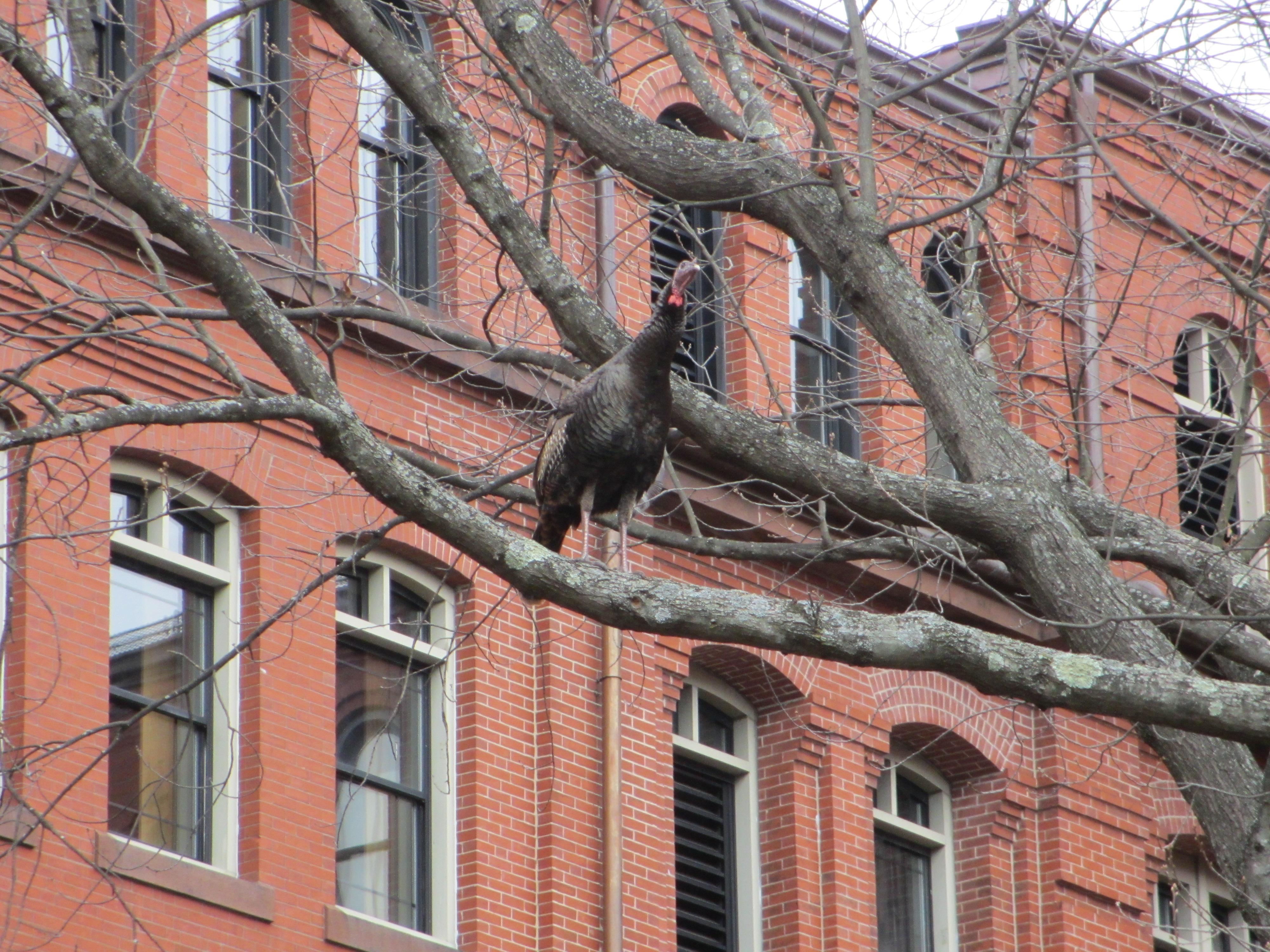 Turkey in tree facing camera, MCZ in background