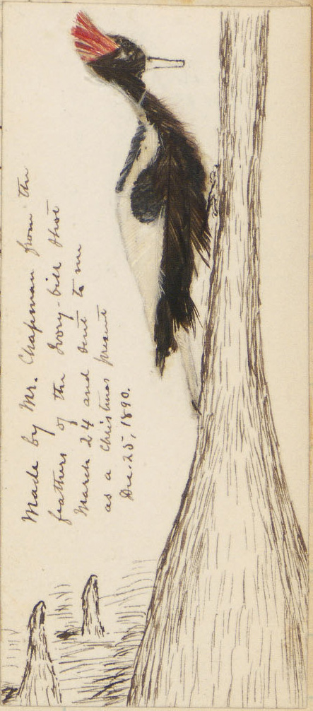 journalswilliam00brewa_blog_image.jpg