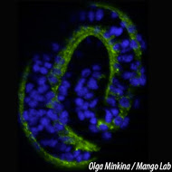 C. elegans embryo