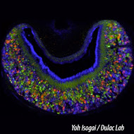 The Mouse Vomeronasal Organ