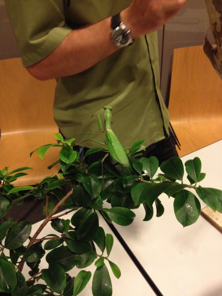 Melbourne Museum live insect display.
