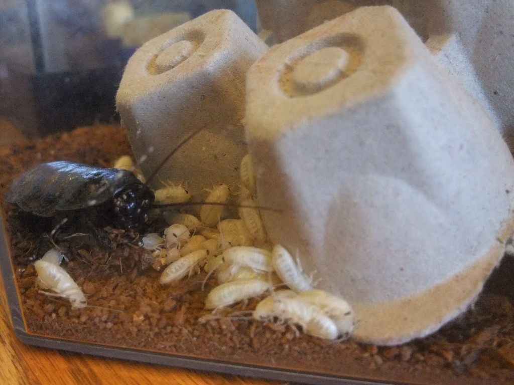 baby roaches