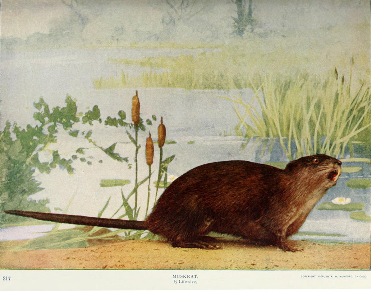 Illustration from ‘Nature neighbors, embracing birds, plants, animals, minerals, in natural colors by color photography’ by Nathaniel Moore Banta. Chicago, American Audubon association, 1914.