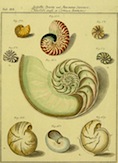 neuessystematisc11769mart_0517.jpg
