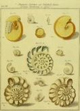 neuessystematisc11769mart_0519.jpg