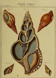 neuessystematisc41780mart_0403.jpg