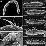 Four New Species Documented
