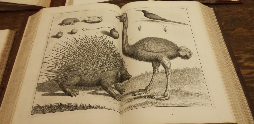 ostrich_01.jpg