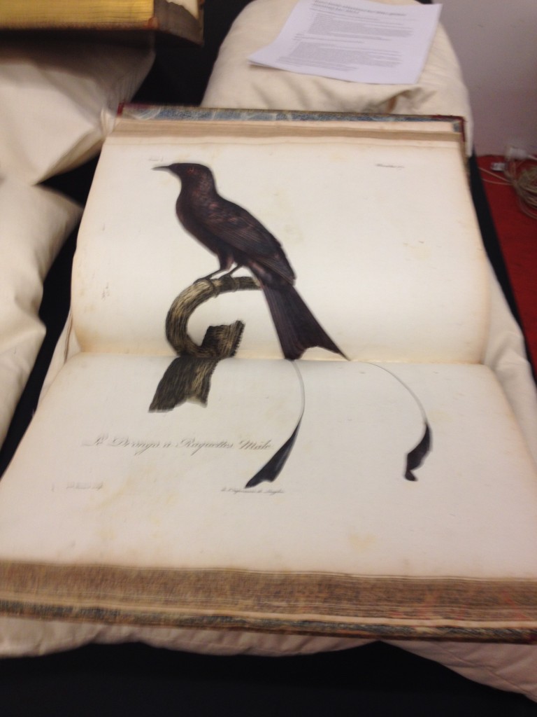 rarebooksmel1-768x1024.jpg