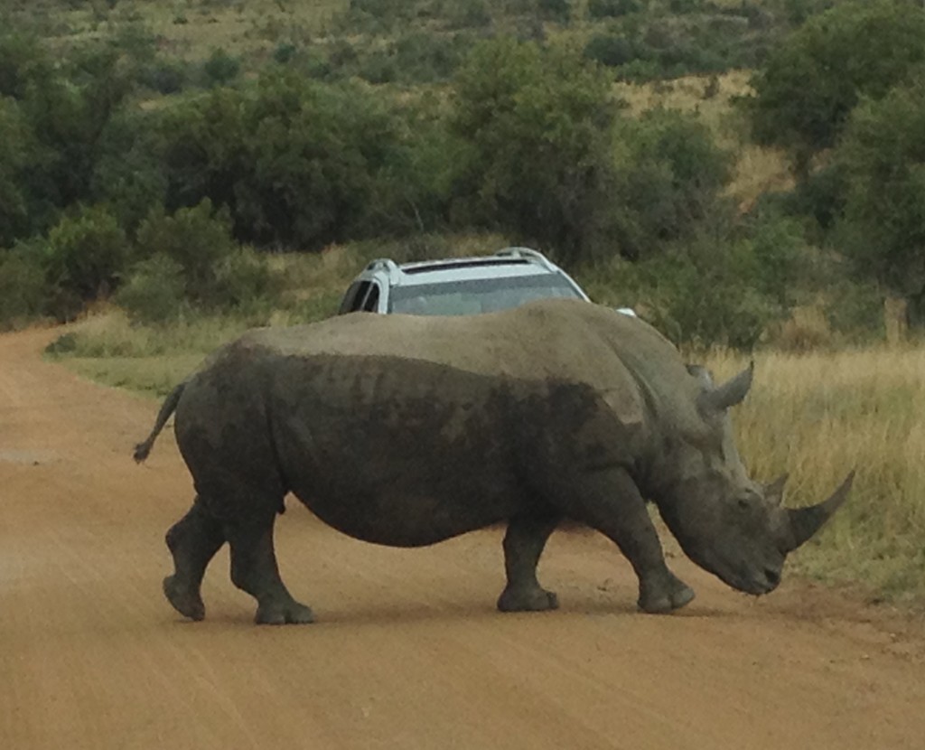rhino