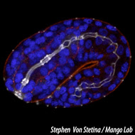 C. elegans embryo morphogenesis