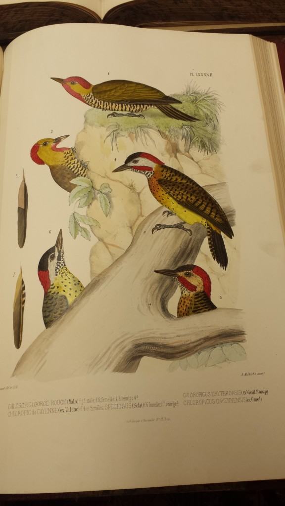 woodpeckers_01.jpg