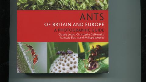 Ants of Britain and Europe