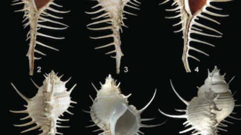 Mollusks from the Indian Ocean