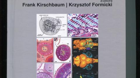 The histology of fishes