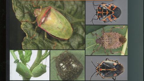 Invasive stink bugs and related species (Pentatomoidea): biology, higher systematics, semiochemistry, and management