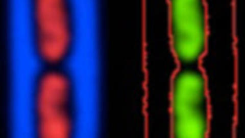 Glimpse at E.Coli Nucleoids