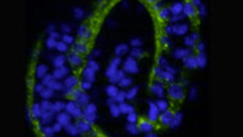 C. elegans embryo