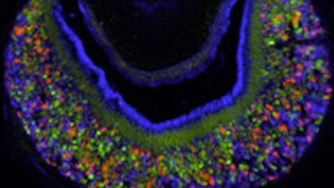The Mouse Vomeronasal Organ