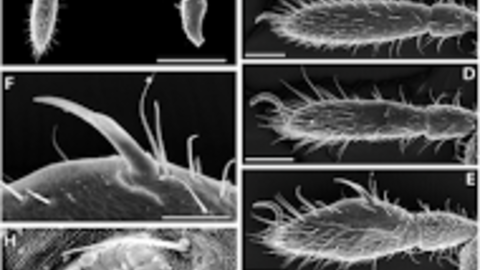 Four New Species Documented