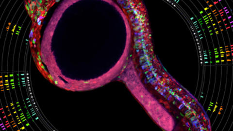 One Day Old Zebrafish Embryo