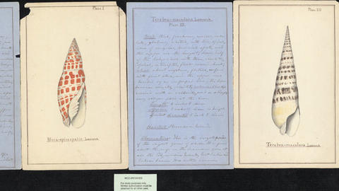 color illustration of shell species and handwritten notes