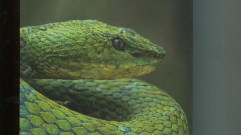 Serpientes venenosas del Ecuador