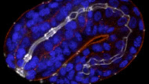 C. elegans embryo morphogenesis