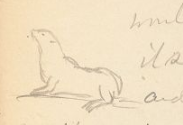 charming line drawing of seal in pencil on yellowed paper