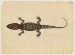 Alligator