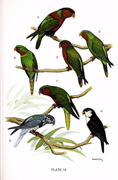 South Pacific Birds