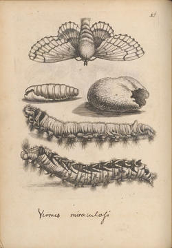 Ercuarum ortus